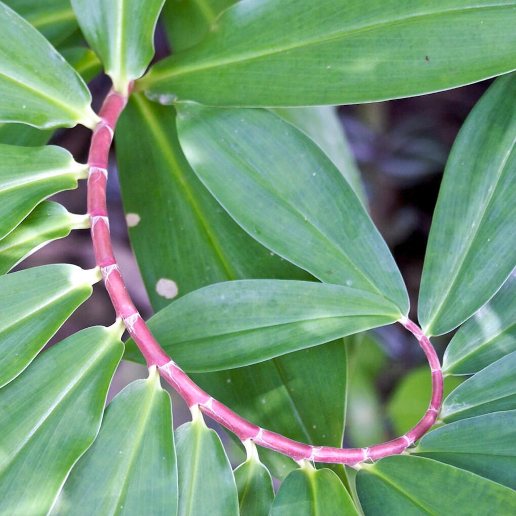 spiral leaves